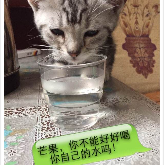 ジョイ大学传媒毕业证